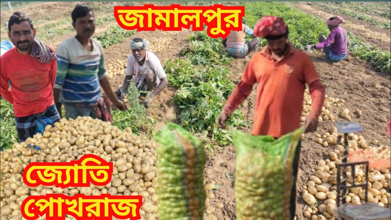পূর্ব বর্ধমান জামালপুরে নতুন জ্যোতি ও পোখরাজ আলু উঠছে/এই বছর ফলন কেমন? দাম কত? কী বলছেন আলু চাষীরা