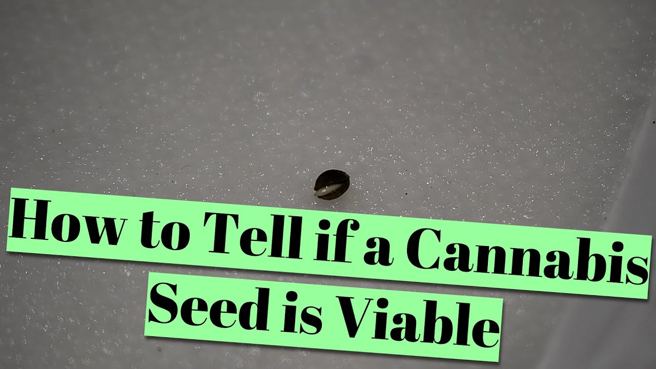 How to Tell if a Cannabis Seed is Viable (Good for Germination)