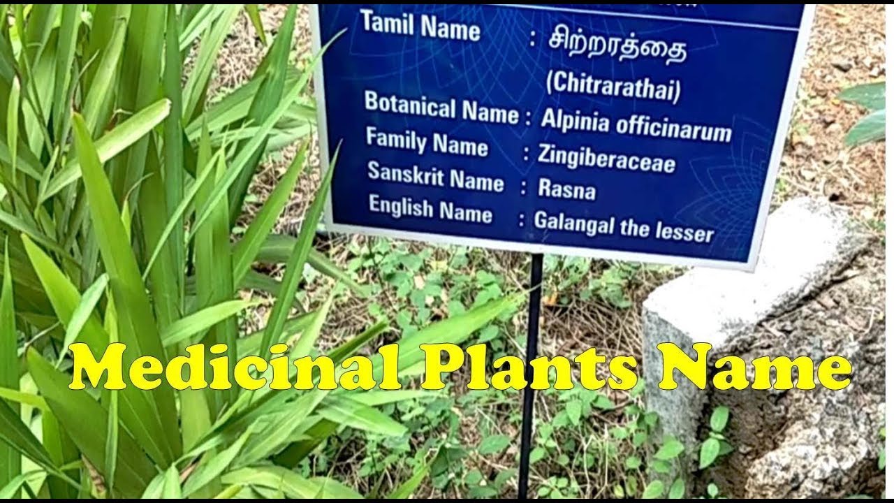 Medicinal Plants / Medicinal Plants and uses / Ayurvedic
