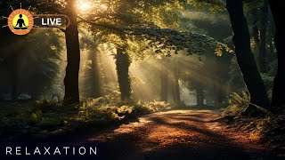 🔴 Relaxing Zen Music 24/7, Stress Relief Music, Sleep Music, Meditation Music, Study, Calming Music screenshot 1