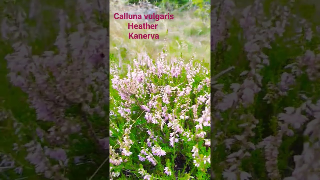 Heather Calluna vulgaris Kanerva 