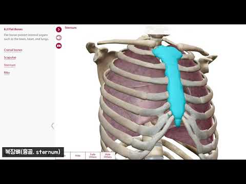 뼈의 형태분류(3D앱)