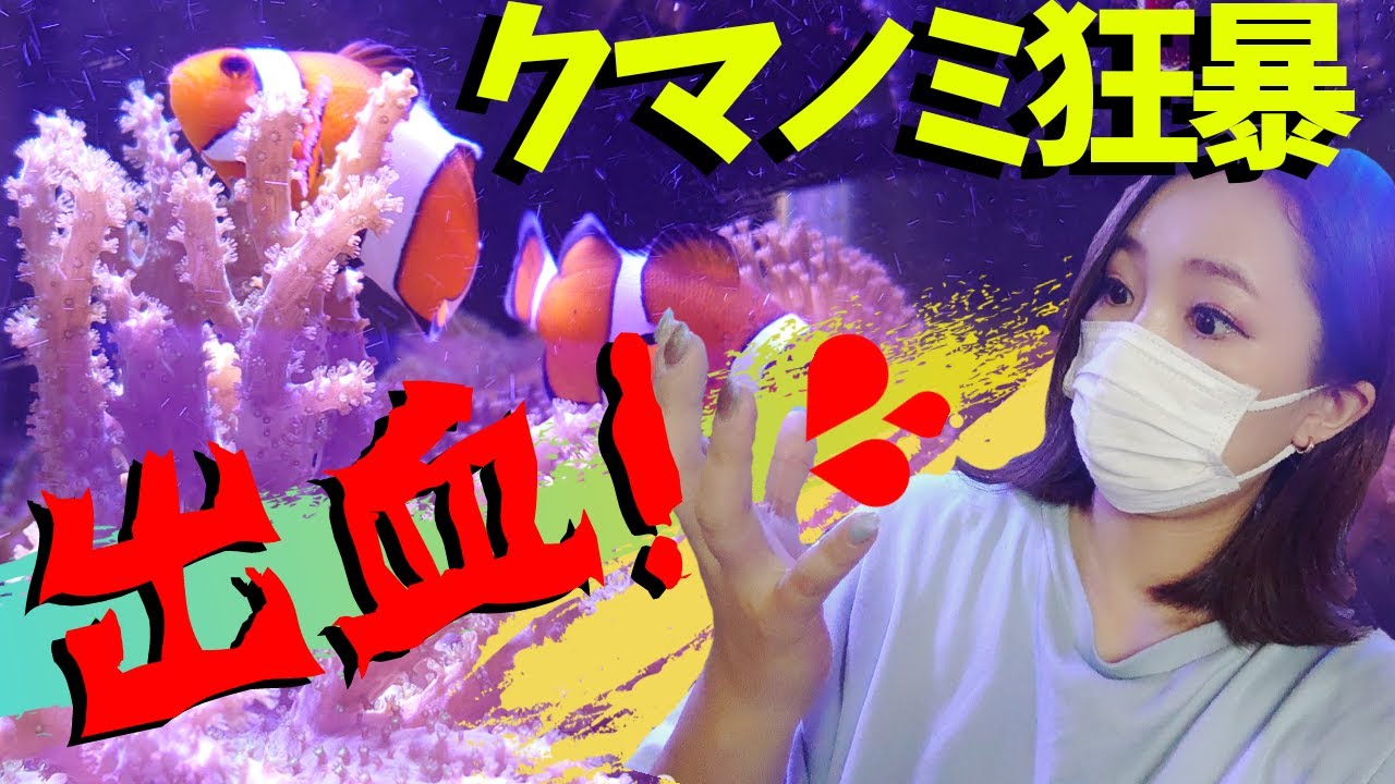 アクアリウム海水魚水槽にマリモ出現 My Marine Aquarium Moamoaちゃんねる Youtube