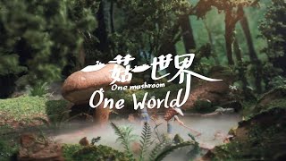 《一菇一世界》香菇的前世今生 &quot;One Mushroom, One World&quot; The Past and Present of Shiitake Mushrooms(eng sub)