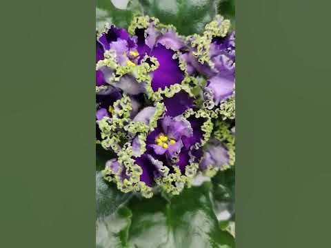 Фиалка АВ-Гром и Молнии - YouTube