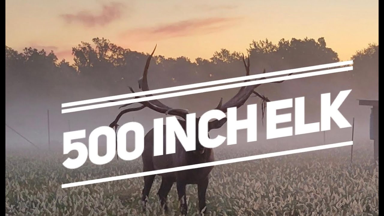 Elk bugling 500 inch 7 feet wide