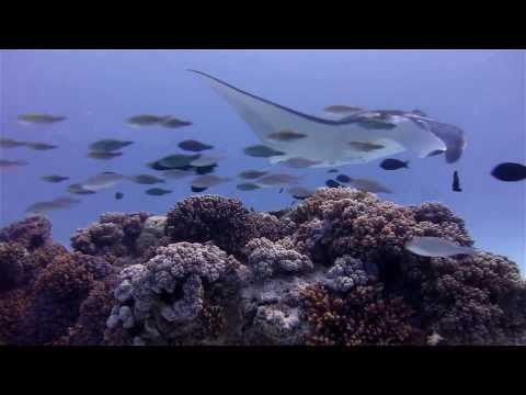 Mantas at the Service Station on Cocos (Keeling) Islands with Cocos Dive