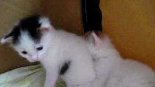 Aytasi Cattery -- Turkish Van Kittens Playing -- 3 Weeks Old by Carol Edquist 4,333 views 13 years ago 2 minutes, 34 seconds