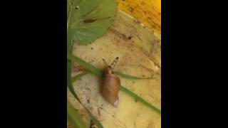 Zombie Snail (Leucochloridium paradoxum)