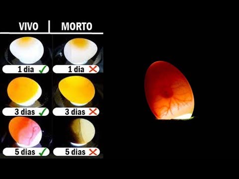 Vídeo: Como Verificar Os Ovos Em Uma Incubadora