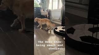 The Beau Show : being smart and obedient #goldendoodle #dog #puppy #smartdog