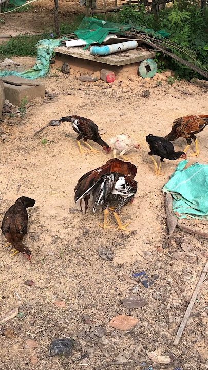 Having Breakfast #trending #roosters #viralshorts