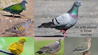 All pigeon species in the world all wild pigeon & dove species in the world pigeon breeds types