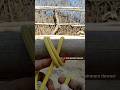 Double Constrictor KNOT  (step by step Tutorial) #knots #shorts