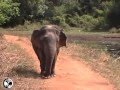 Dwarf Elephant, Uda Walawe