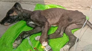 Parvovirus Treatment, Symptoms & Precautions In Poor Greyhound Puppy.