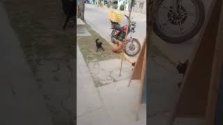 Two Cats Team Up And Attack a Dog