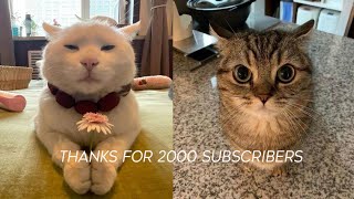 Funny Animals 2024 😺🐶 - New Funniest Cats and Dogs Video #56