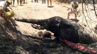 Oh No! Young Elephant Stuck In Muddy Trap!
An elephant stuck in deep mud in central Kenya was freed following extensive efforts from conservationists to rescue the animal. Dont forget to get your DNews Daily Bite weekdays at 12/11c on Animal Planet!
The approximately 20-year-old male, which had become trapped overnight in the mud of a dried up well in Nakuprat-Gotu, was pulled free using three cars and tow ropes. Oh No! Young Elephant Stuck In Muddy Trap!