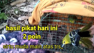 Hasil memikat burung sirtu yang susah turun...(Syg GK kerekam karena hp jadul)