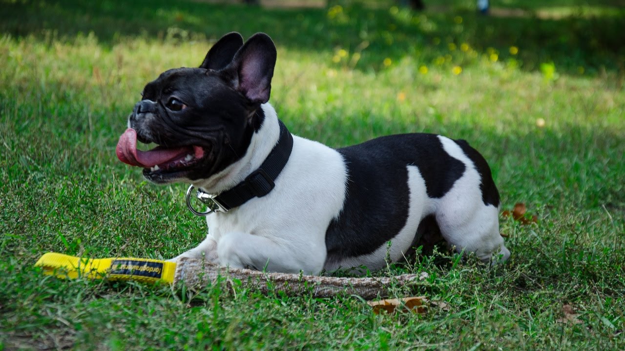 French Bulldog playing and training with Puppy Jute Bite Tug - YouTube