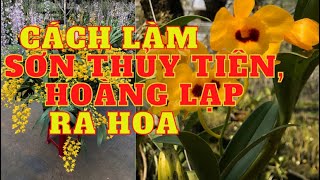 Cách trồng chăm sóc lan sơn thủy tiên (hoàng lạp) ra hoa