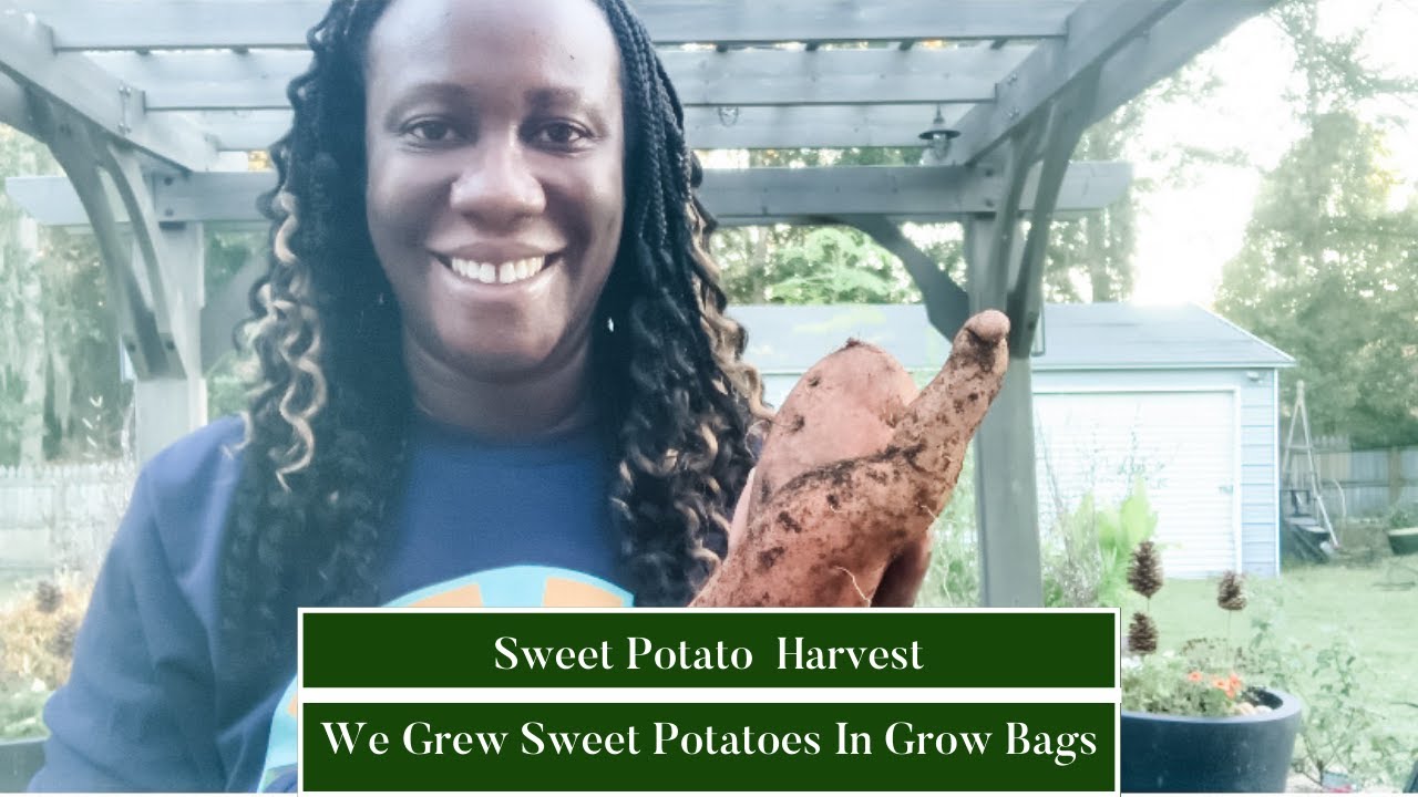 21 Best Tips to Grow Sweet Potatoes in a Bag  Simply OldFashioned