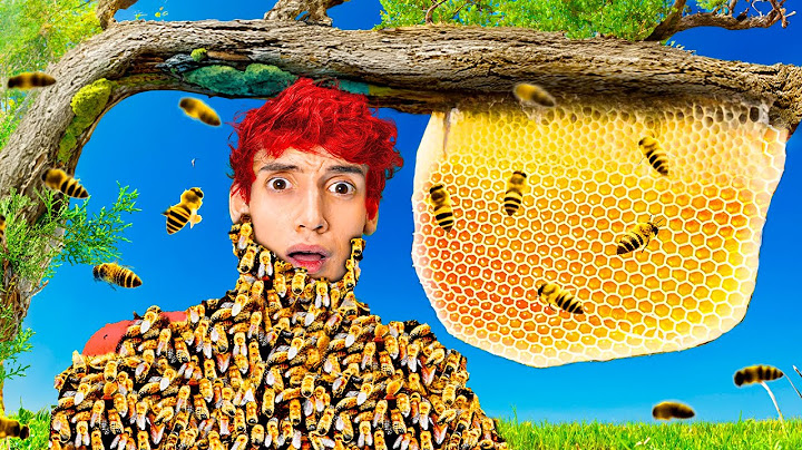 🔴Fabrico Miel con Peligrosas Abejas Salvajes que Atrapé🍯🐝