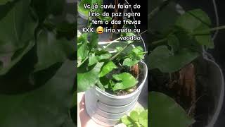 #plantas #jardim #lirios