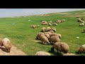 له وه راندني مه ري كوردي له وه راندني مه ري كوردي