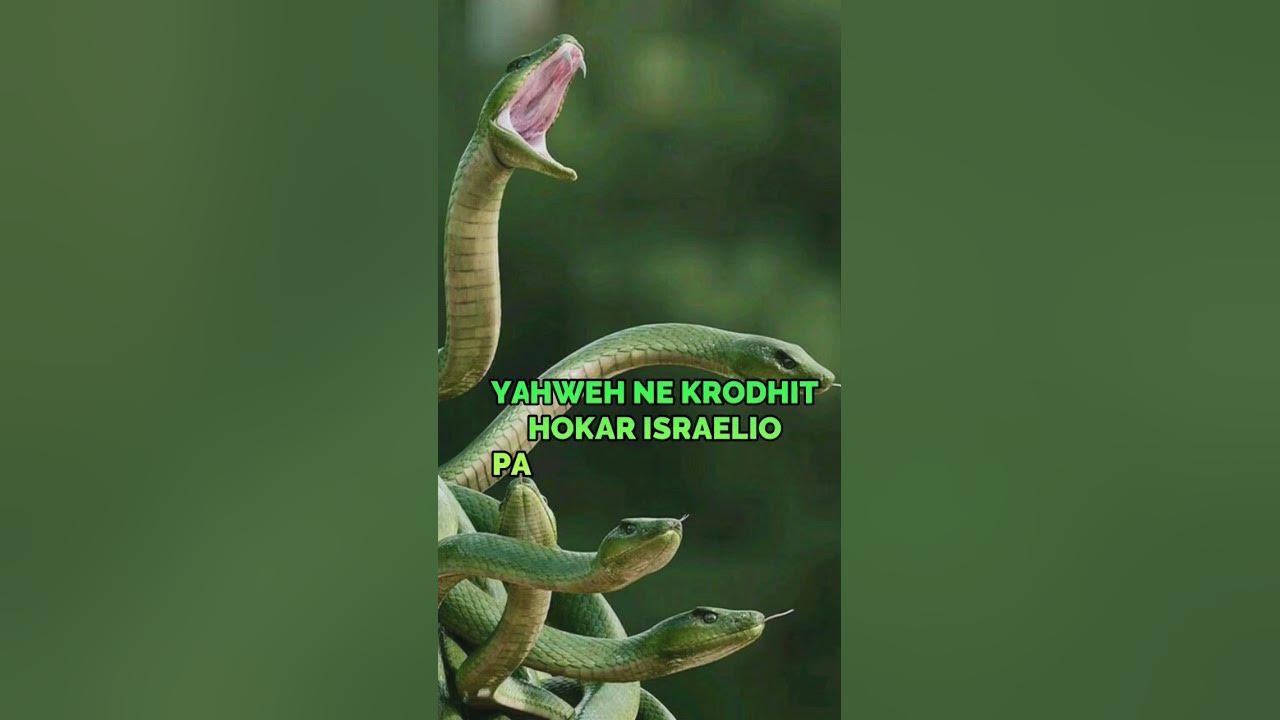 w-h-o-ka-logo-or-bible-jesus-youtubeshorts-reels-youtube