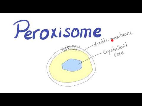 Video: Glioksisomų Ir Peroksisomų Skirtumas