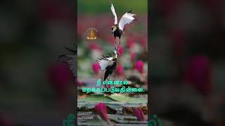 #bible #shrinebasilica #vatican #vailankanni #bible #mercytv #adoration #madhatv #christian
