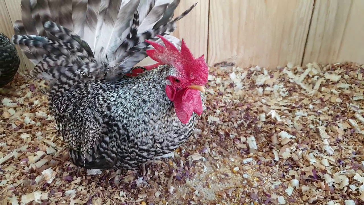 1° Vídeo Criatório GF Chabo Nagazaki e Índio Gigante Nossa Senhora do Carmo.