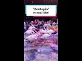 "Zootopia" in real life!
