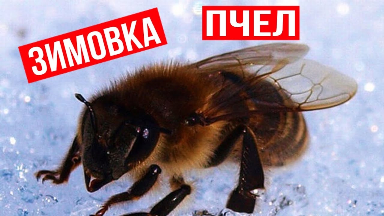 Пчелы зимой. Пчела в теплой одежде. Улиц пчел. Пчелы зимой. Пчела в теплой одежде.