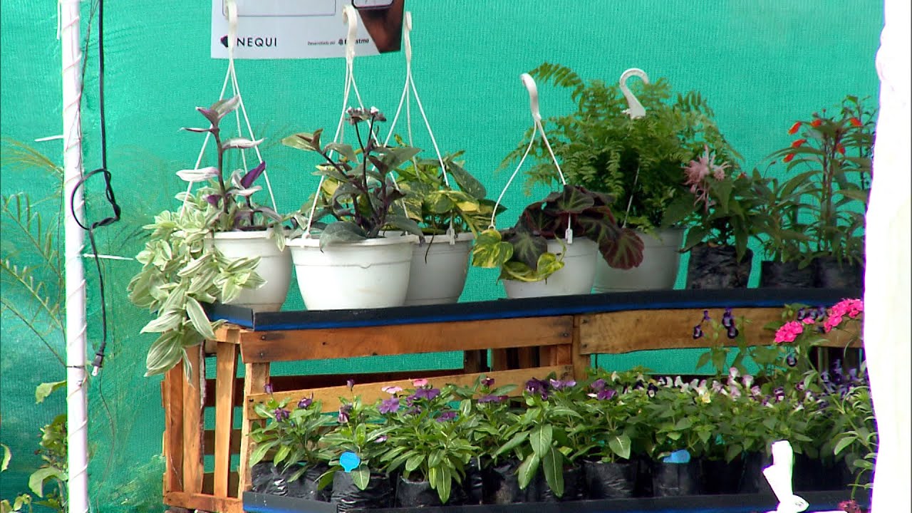 Llegan a Merca Panamá flores de todos los tamaños, formas y colores