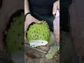 Guyabano #fruitrees #fruit #food #guavafruit #satisfying