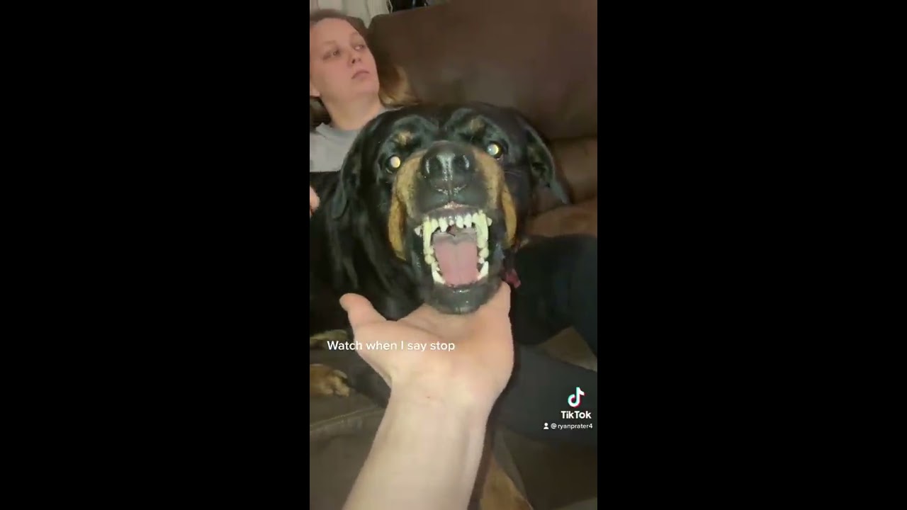 Asking My Rottweiler For His Guard Dog Face And To Stop Growling 