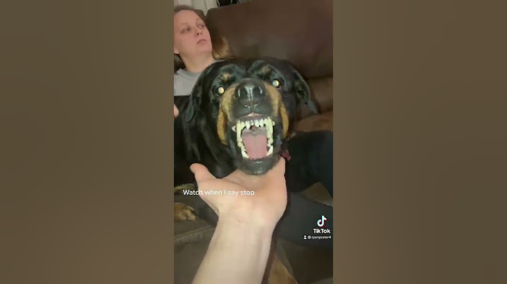 Asking my Rottweiler for his guard dog face. And to stop growling.