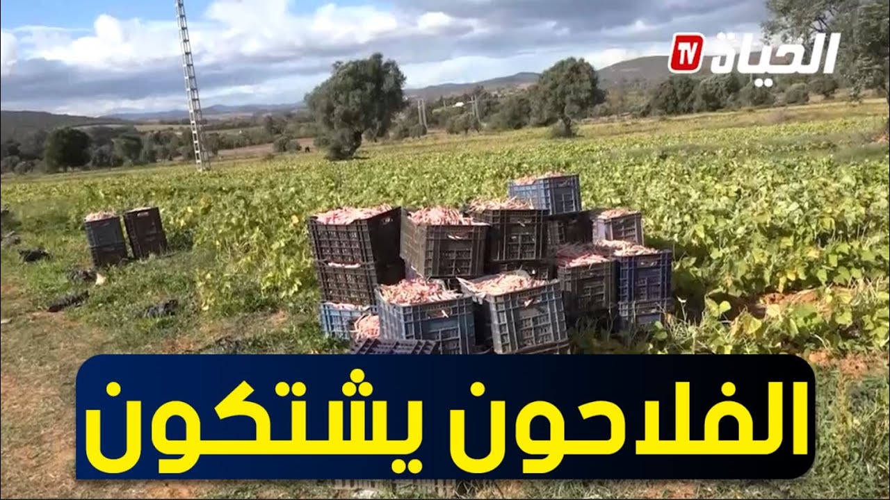 سكيكدة: شح الأمطار يؤثر سلبا على منتوج الفاصوليا ببلدية بكوش لخضر