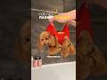 Собака пахнет псиной?👉🏻🛁🐶