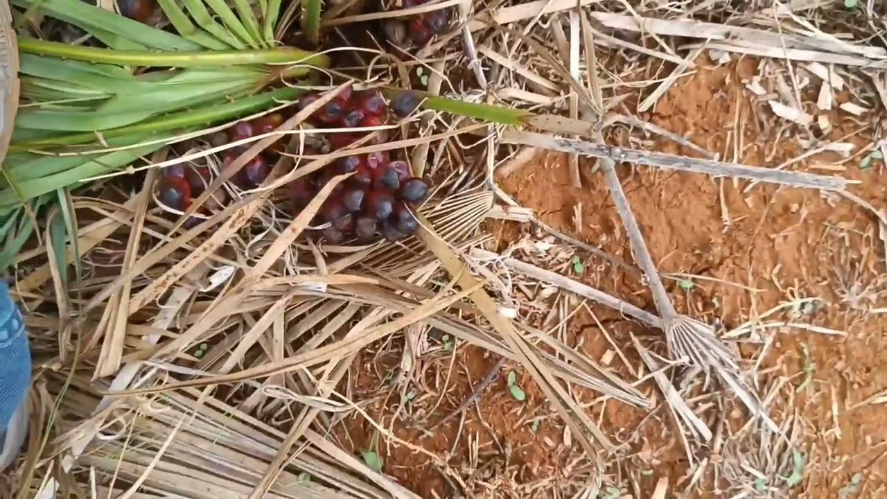 20 هكتار للبيع نواحي مكناس بودربالة مجهزة ضوء طريق بئر  عند جمال وسيط عقاري 0679444657