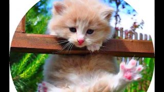 Котики Слайд-Шоу под Музыку Котики Слайд-Шоу под Музыку