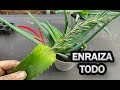 Enraizante De Aloe Vera - 3 Formas De Enraizar TODO || La Huertina De Toni