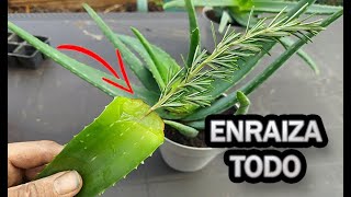 Aloe Vera Rooting  3 Ways To Root EVERYTHING