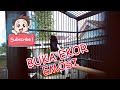 Pancingan Kacer Gacor Buka Ekor Bukor Ngobra Emosi Bongkar Full Isian Mp3 - Mp4 Download