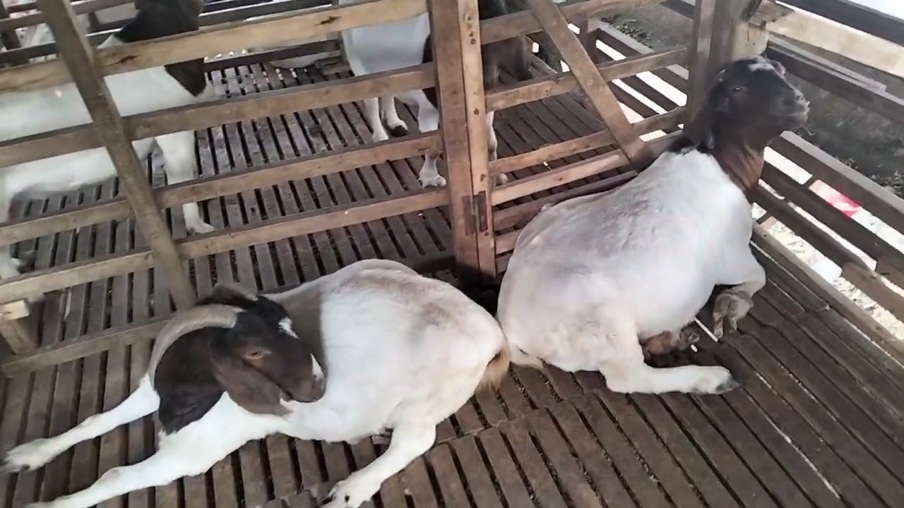 Chìa Sẽ Giữa Sản Nhựa Và Gỗ Nuôi Dê Gì Là Thích Hợp?