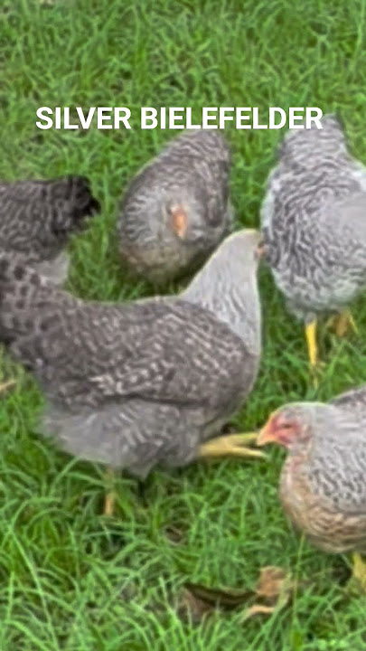 (Silver Bielefelder) My cockerel Mr Earl and his Girls