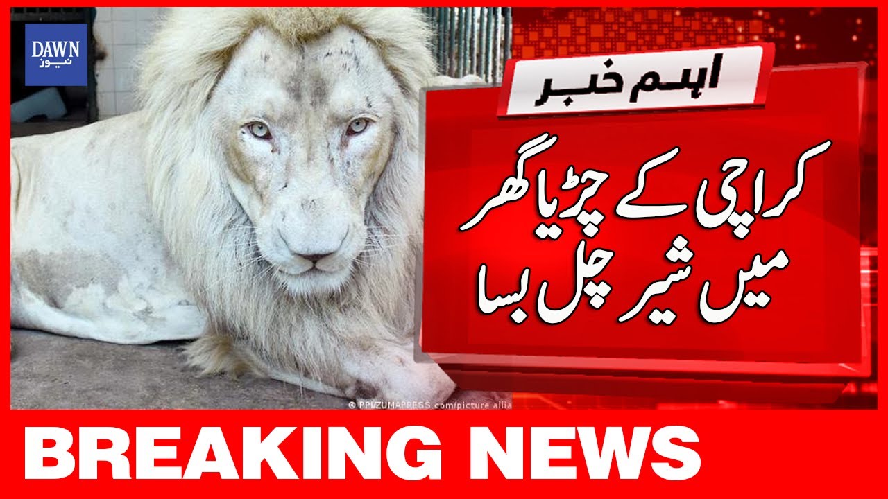 A Tiger Died In Karachi Zoo | Breaking News | Dawn News